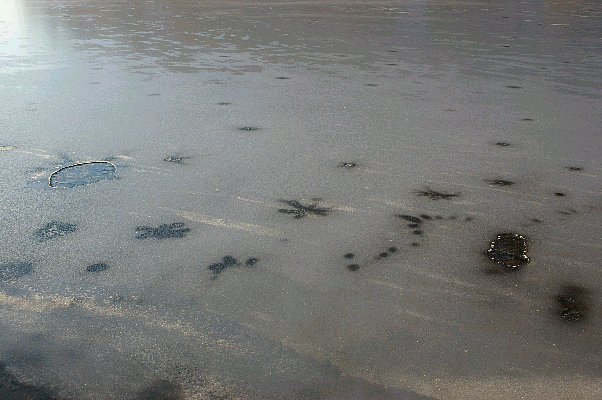 湖面の足跡