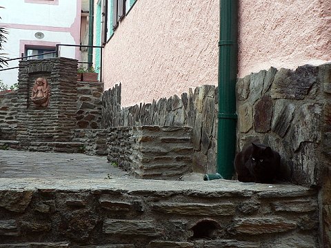黒猫のいる風景