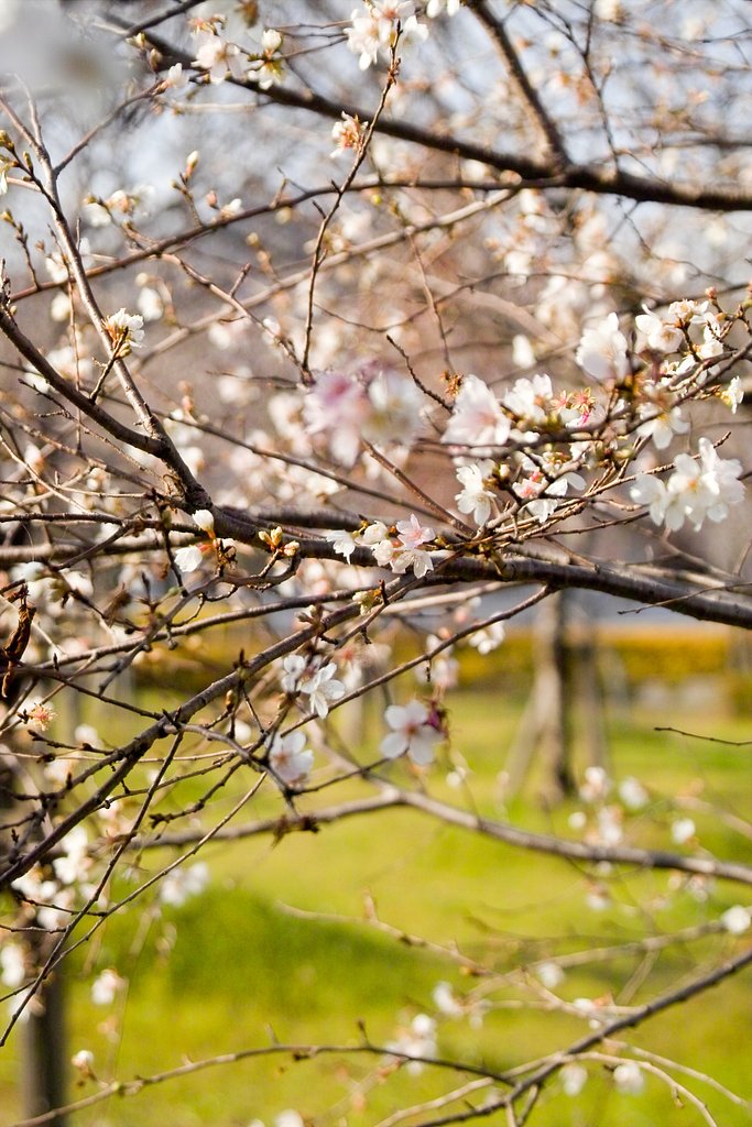桜咲く冬