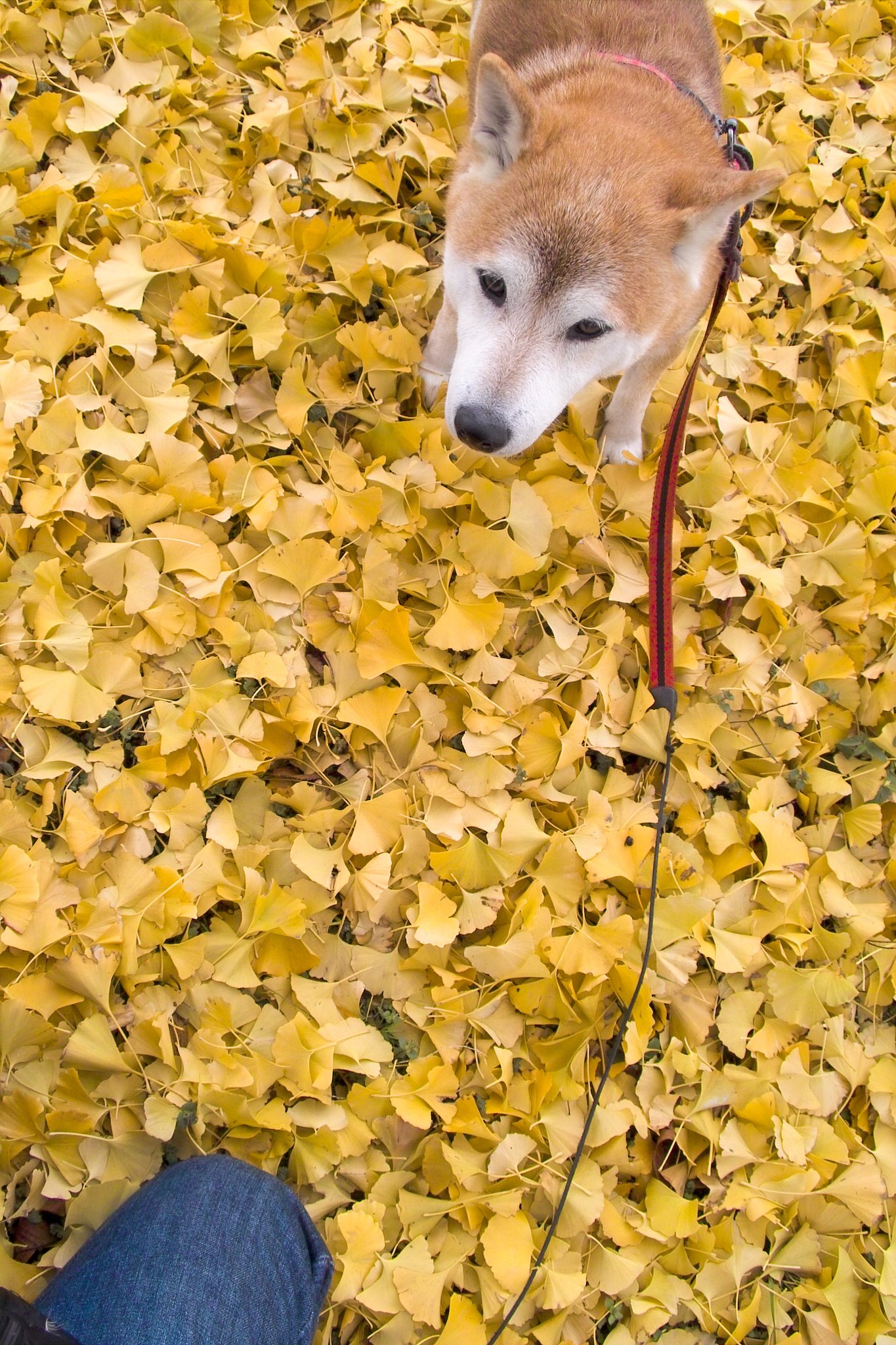 落ち葉
