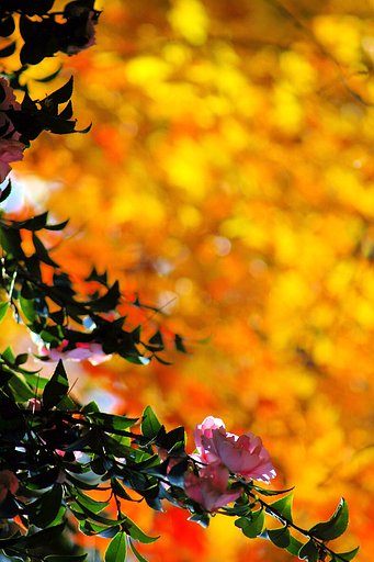 櫻山公園の紅葉（３）