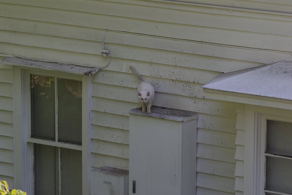 はぐれ猫