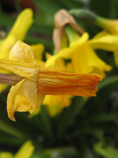 庭の花