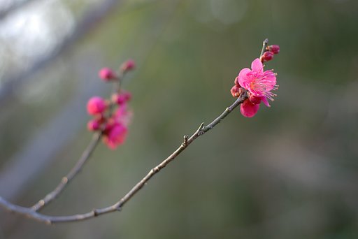 春の息吹