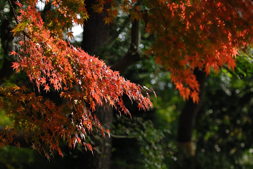 六義園 にて