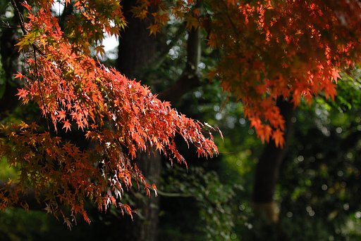 六義園 にて