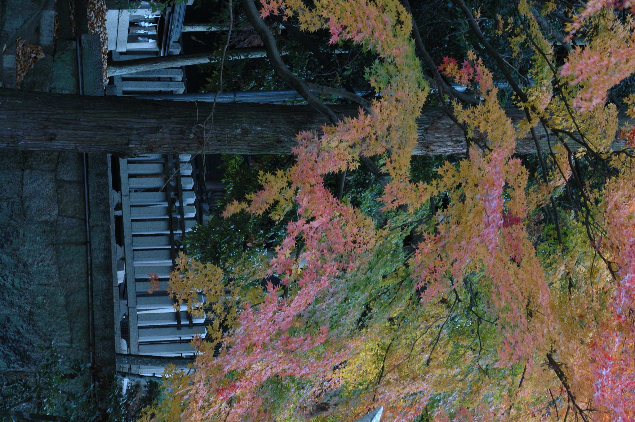 静かに紅葉進行