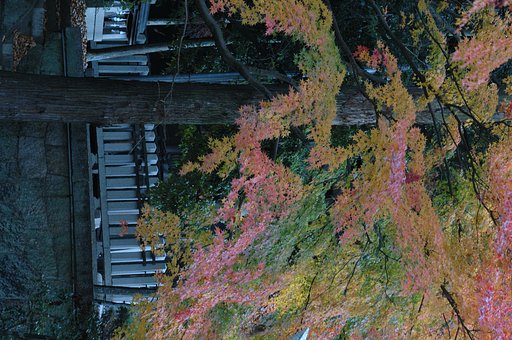 11月26日の写真