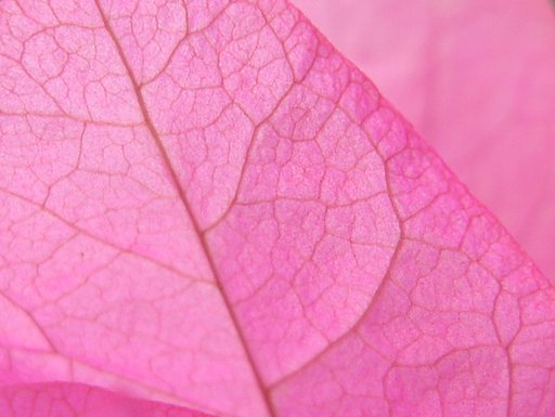ピンクの花びら