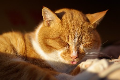 吾輩はデブ猫である