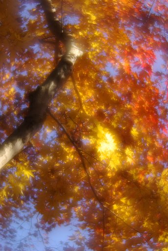 K10D初撮り-長瀞の紅葉#３#