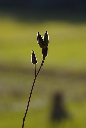 小春日和