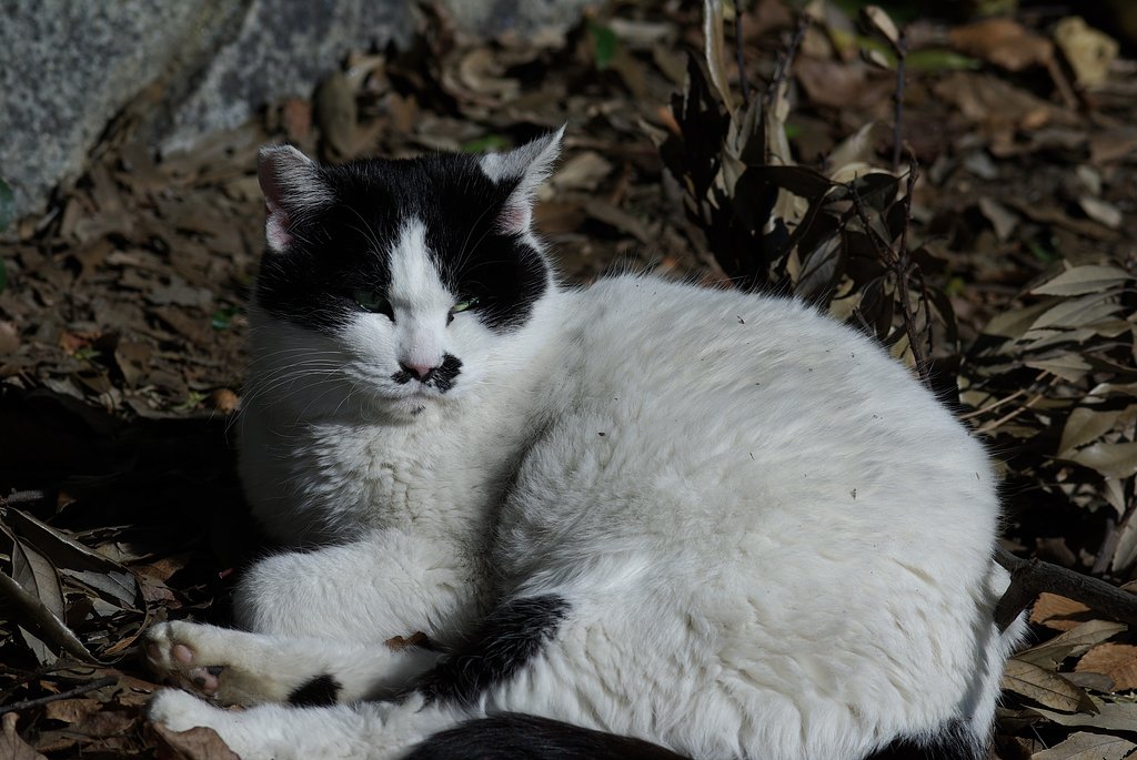 猫公園から
