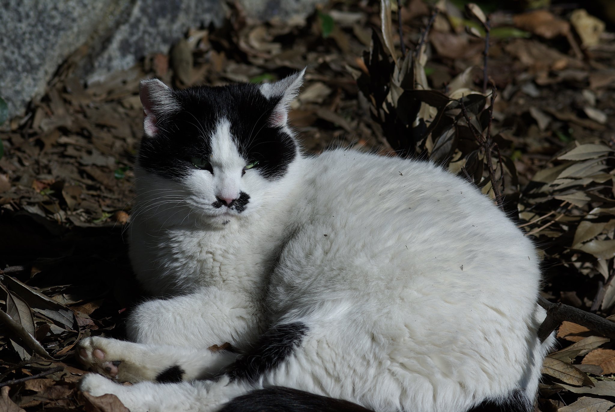 猫公園から