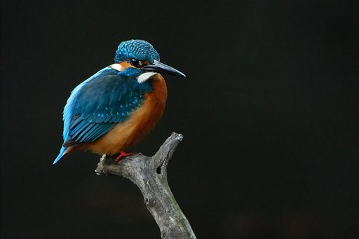 初めてのカワセミ君