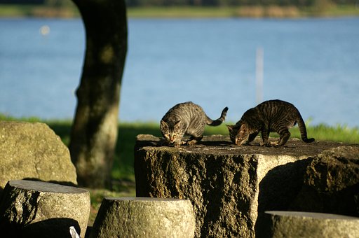 中部猫公園より