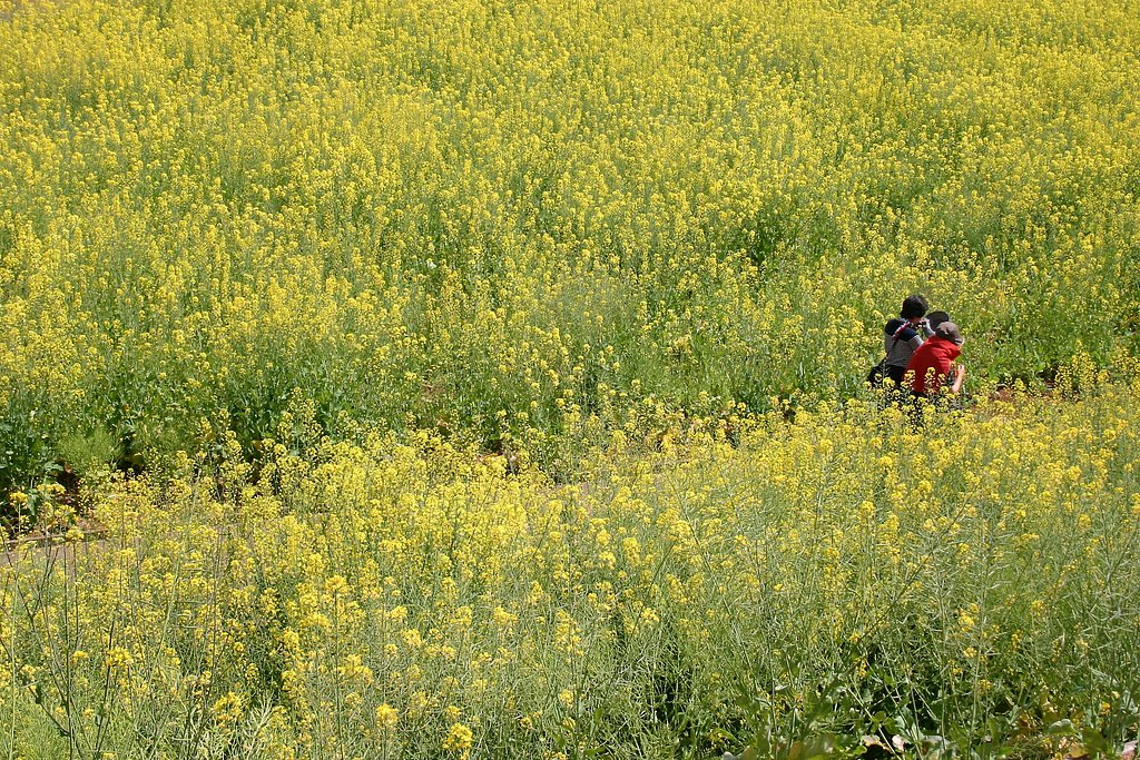 In_Yellow