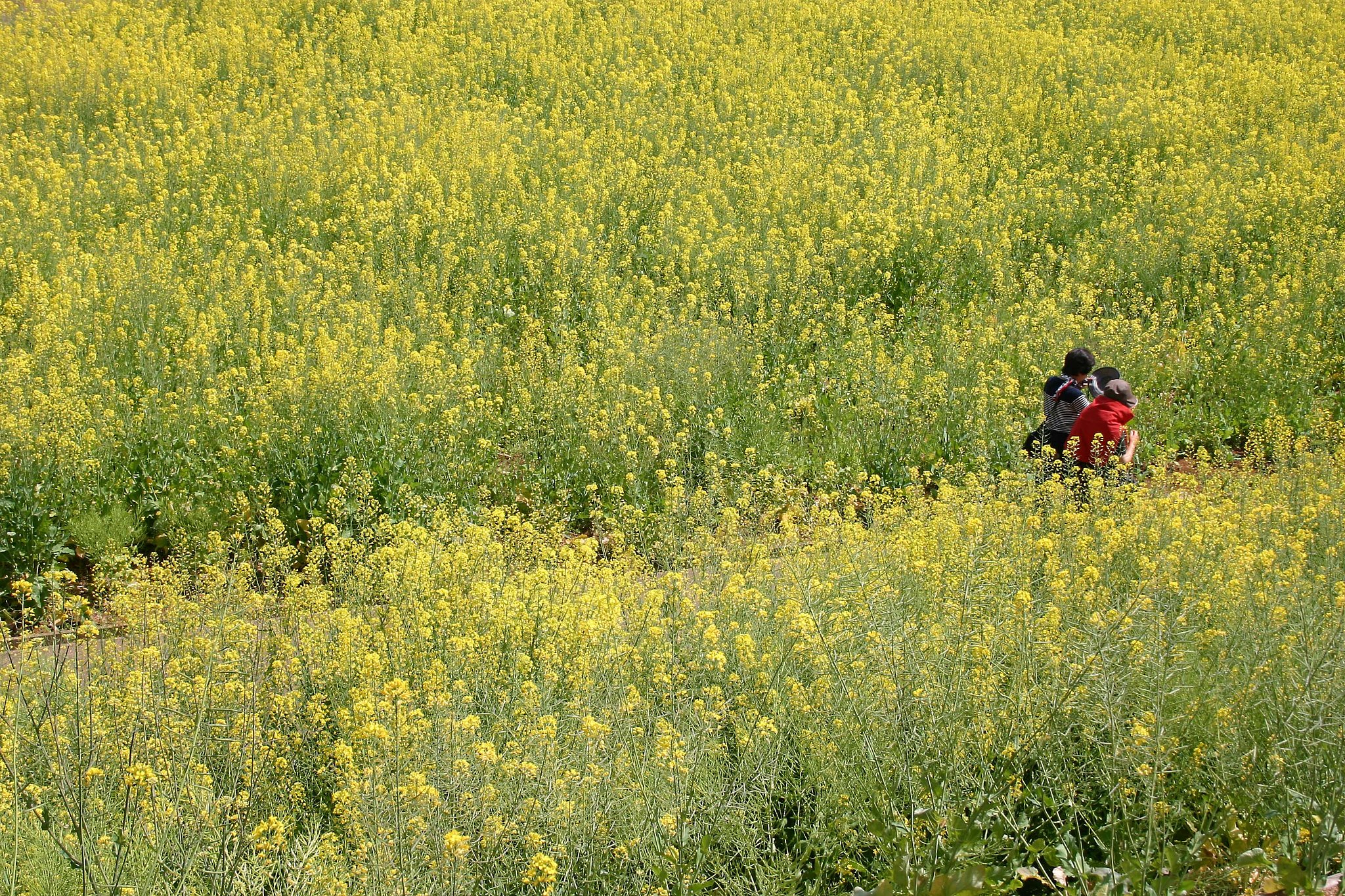In_Yellow