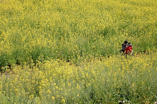 In_Yellow
