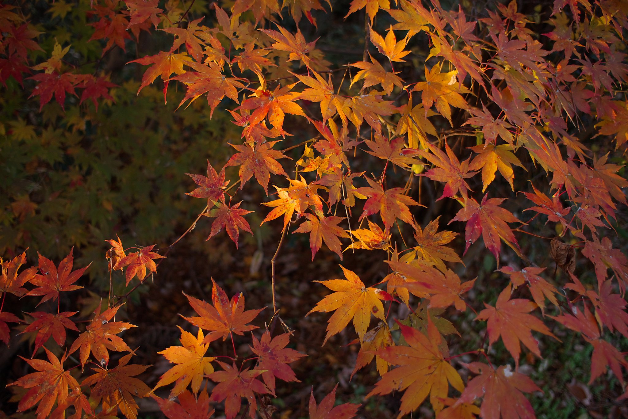 紅灯