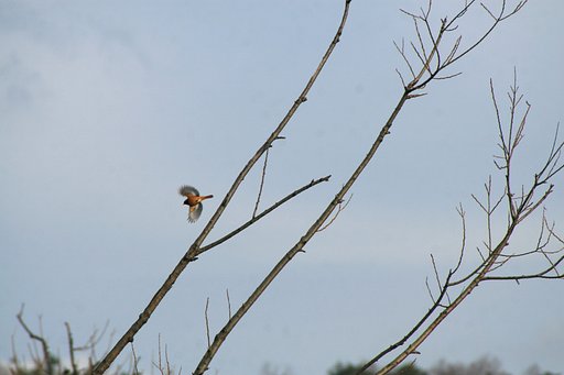 鳥さん