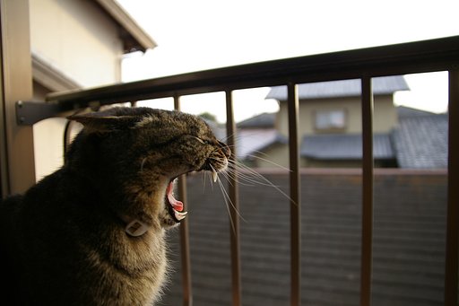 天までとどけ！