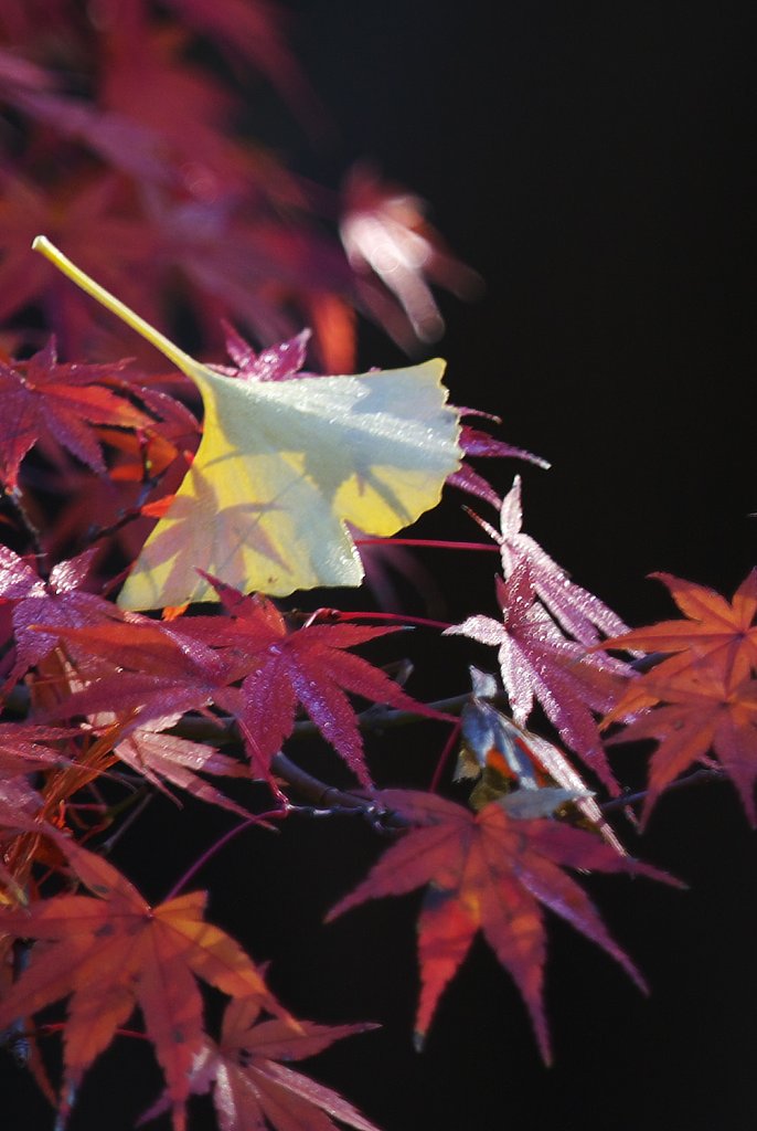 K10D+300mm