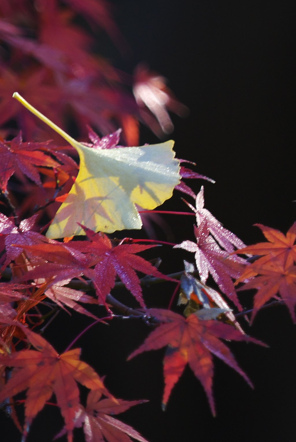 K10D+300mm