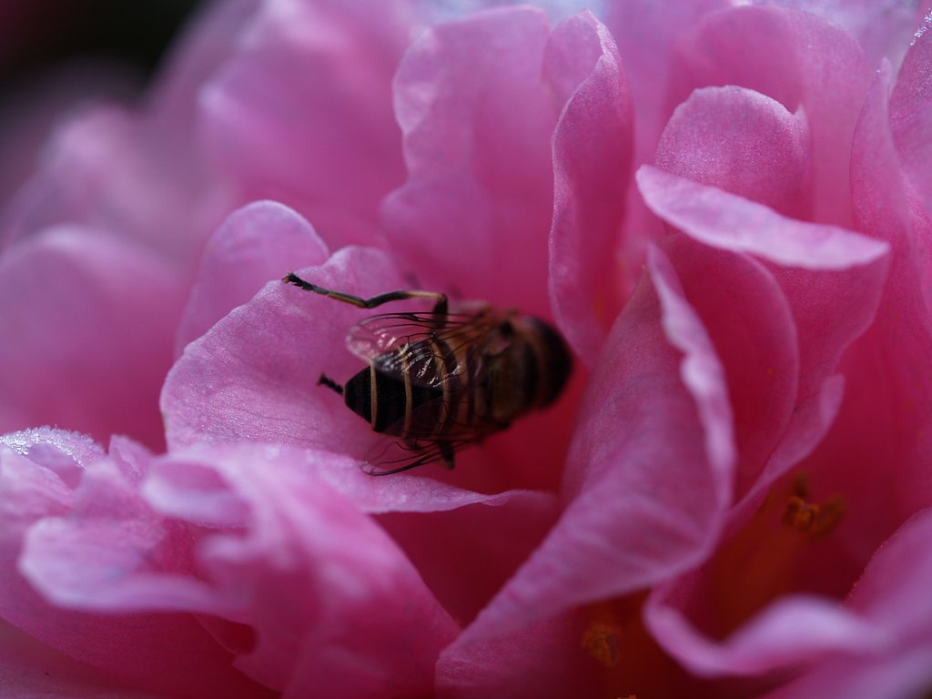 花の中で・・・