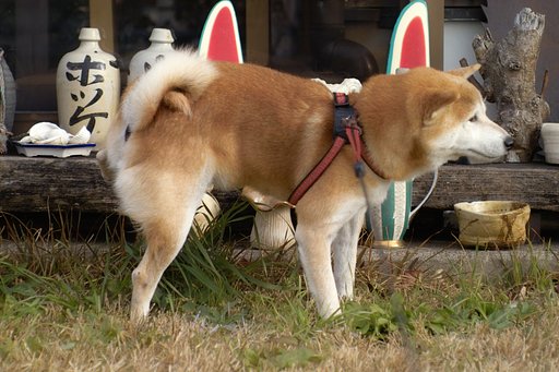 ピントが合ってりゃなぁ