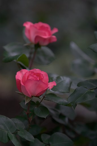 日比谷公園のバラ