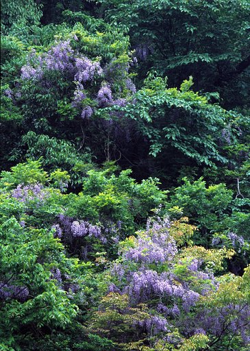 房総の山に咲くフジ