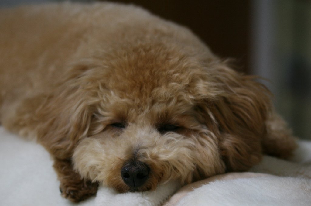 愛犬