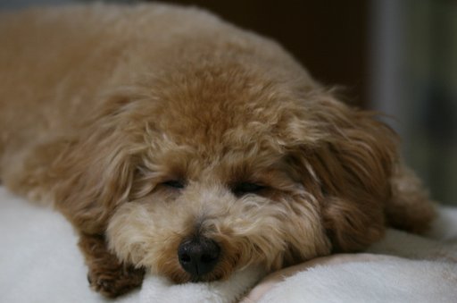 愛犬