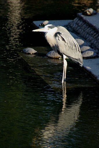 サギとカメ４