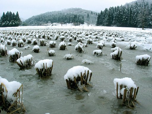 小寒波