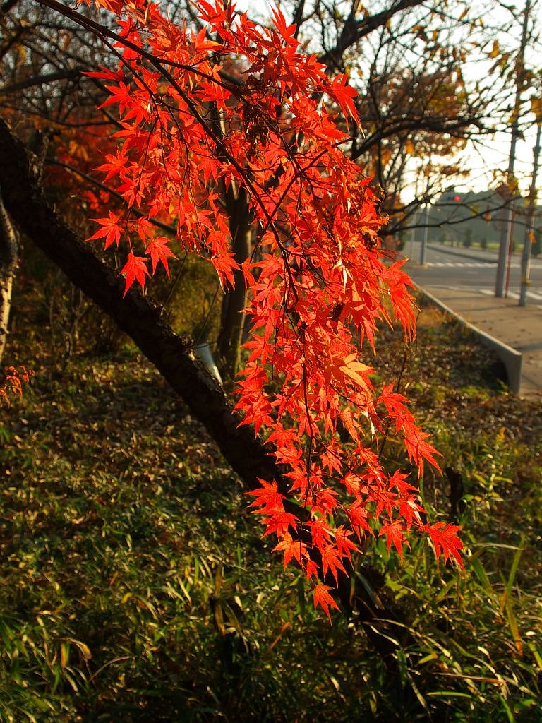 やっと綺麗な紅葉を^^;