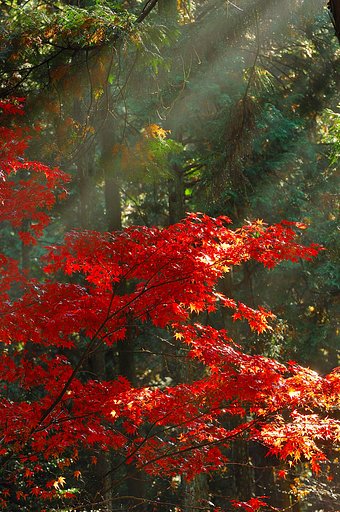 森の光芒