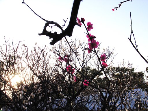 【写楽】夕映えの梅林