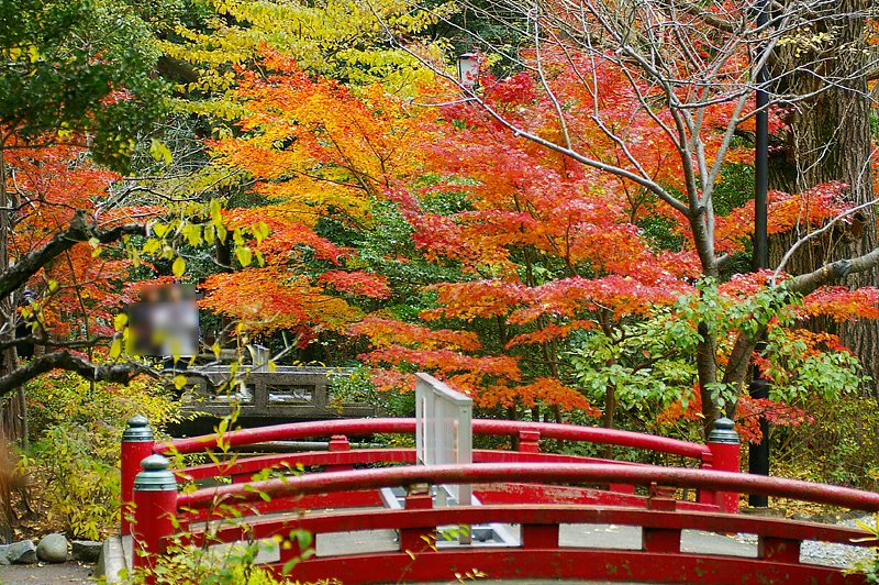 紅葉一景