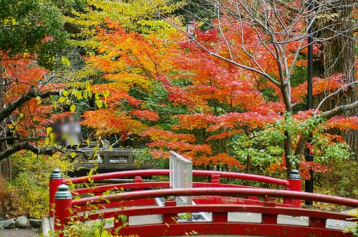 紅葉一景