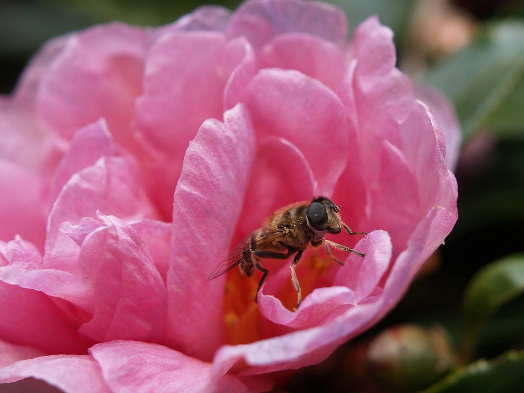 花の中から・・・