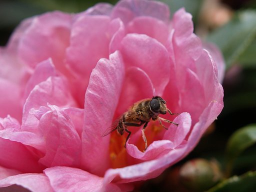 花の中から・・・