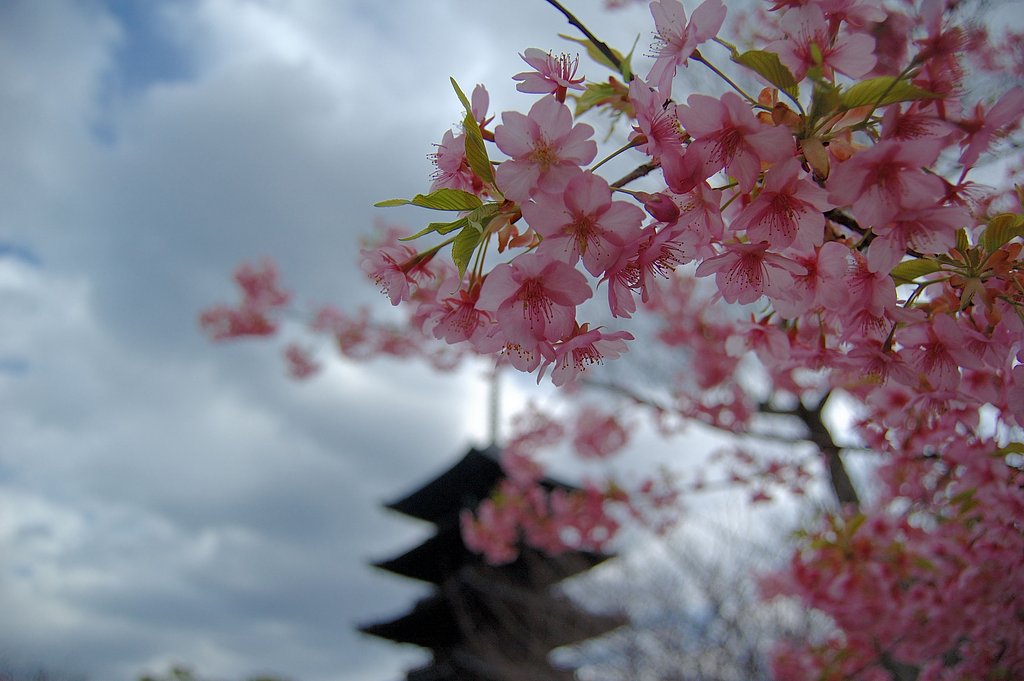東寺の河津桜