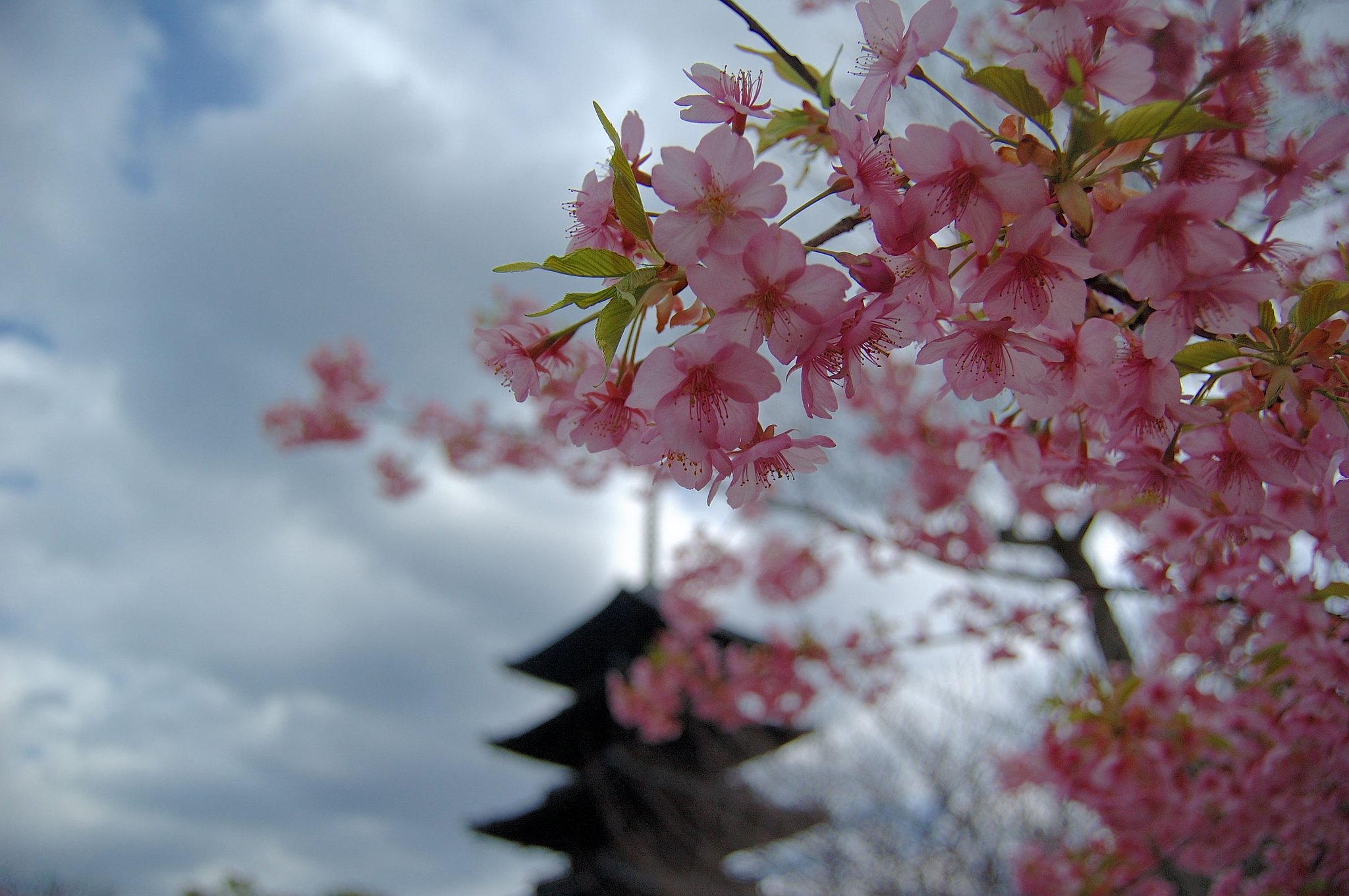 東寺の河津桜