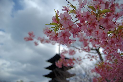 東寺の河津桜