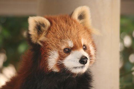 まなざし