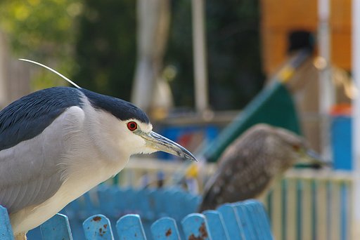 鳥だけに撮り(取り)放題