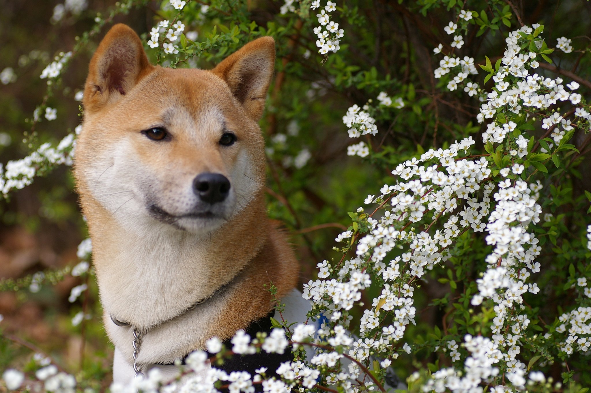 【花】僕もこの花好きだよ