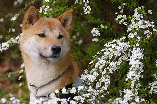 【花】僕もこの花好きだよ